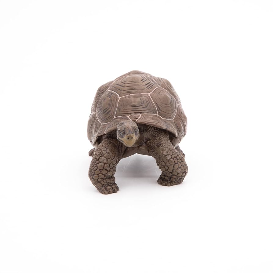 Papo(パポ) ガラパゴスゾウガメ PVC PA50161 9jupf8b Amazon.co.jp: Papo(パポ) ガラパゴスゾウガメ PVC PA50161